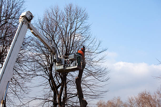 Trusted Hartsdale, NY Tree Care Experts